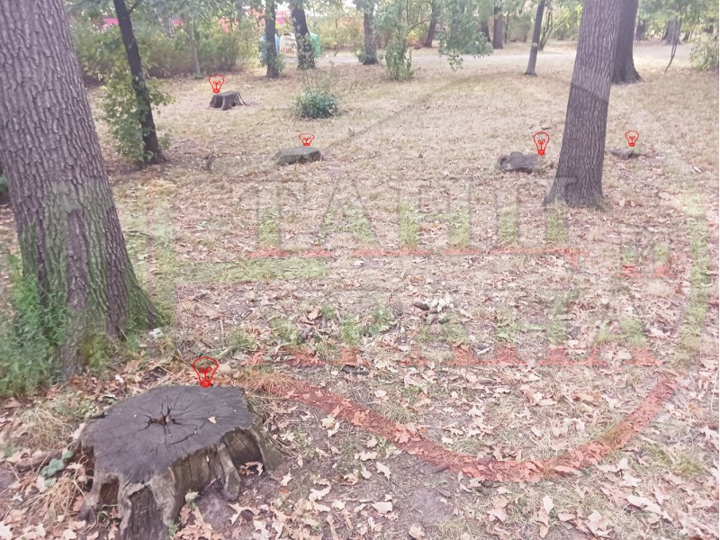 МАСОВО ИЗСИЧАНЕ НА ДЪРВЕТА В БОРИСОВАТА ГРАДИНА